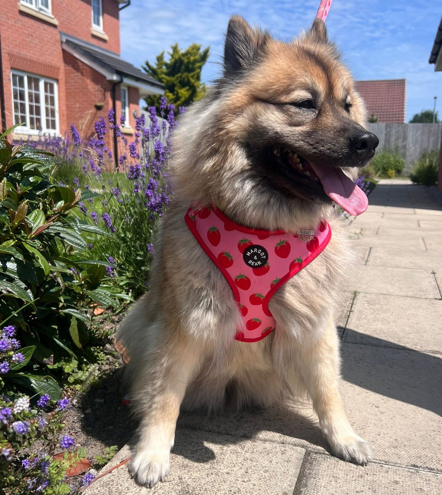 Strawberry Kisses Dog Harness | Margot & Bear